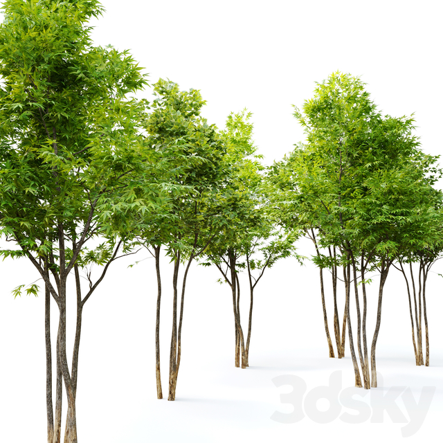 آبجکت سه بعدی دو درخت افرا عکس 2