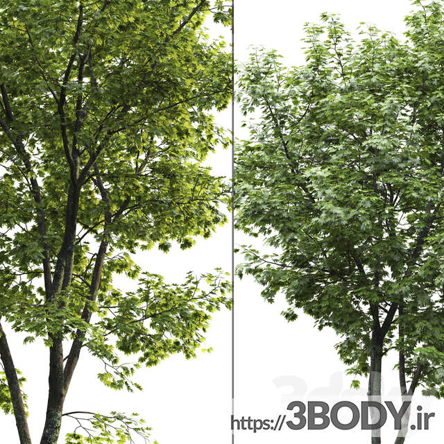 مدل سه بعدی درخت افرا عکس 3