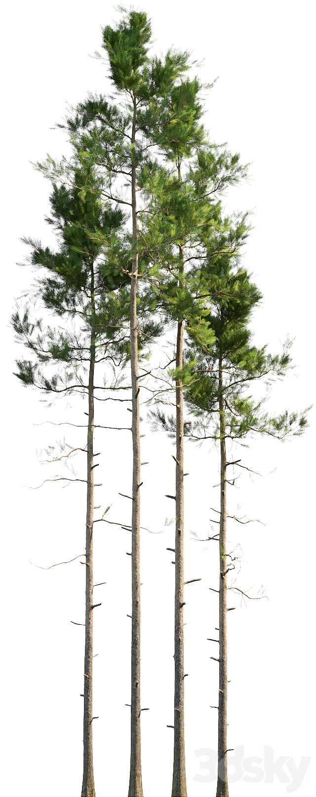 آبجکت سه بعدی درختان کاج عکس 2