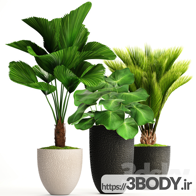 مدل سه بعدی مجموعه گیاهان اپارتمانی عکس 1