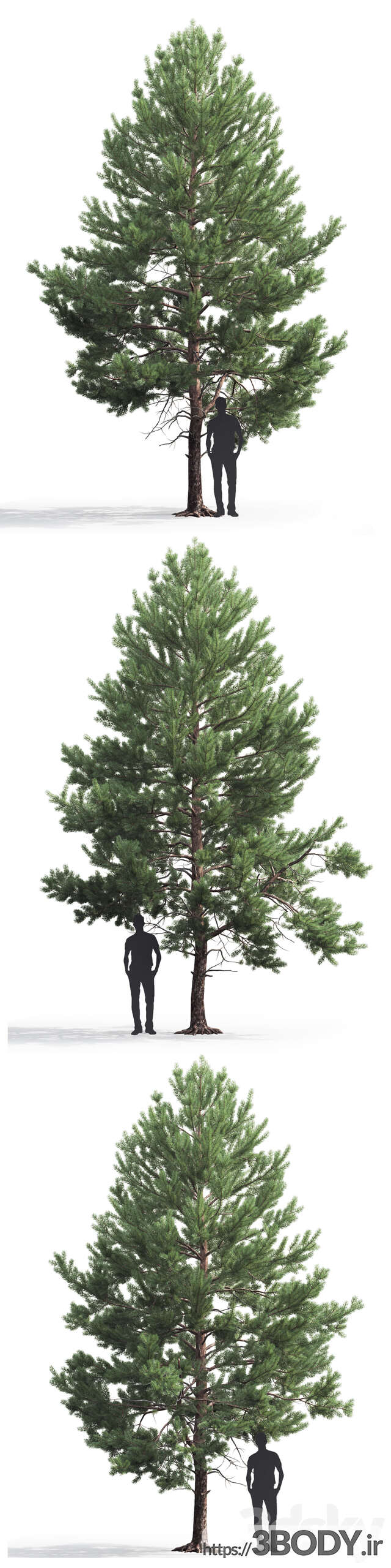 مدل سه بعدی درخت کاج عکس 3
