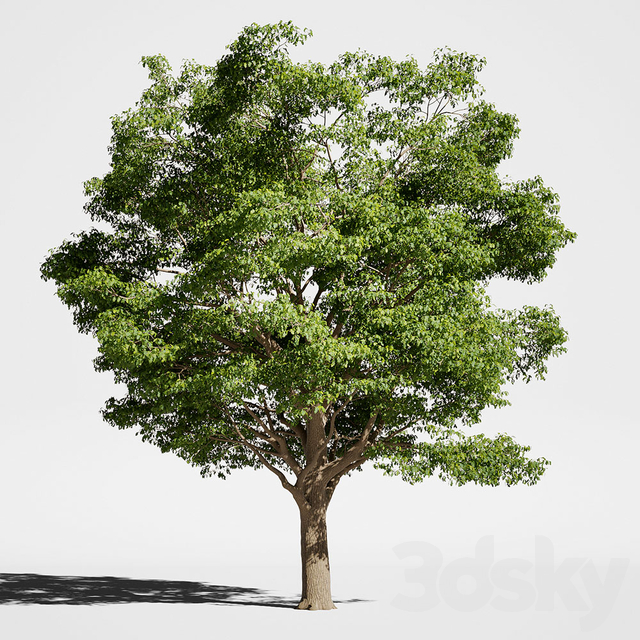 آبجکت سه بعدی درخت و درختچه بلوط عکس 1