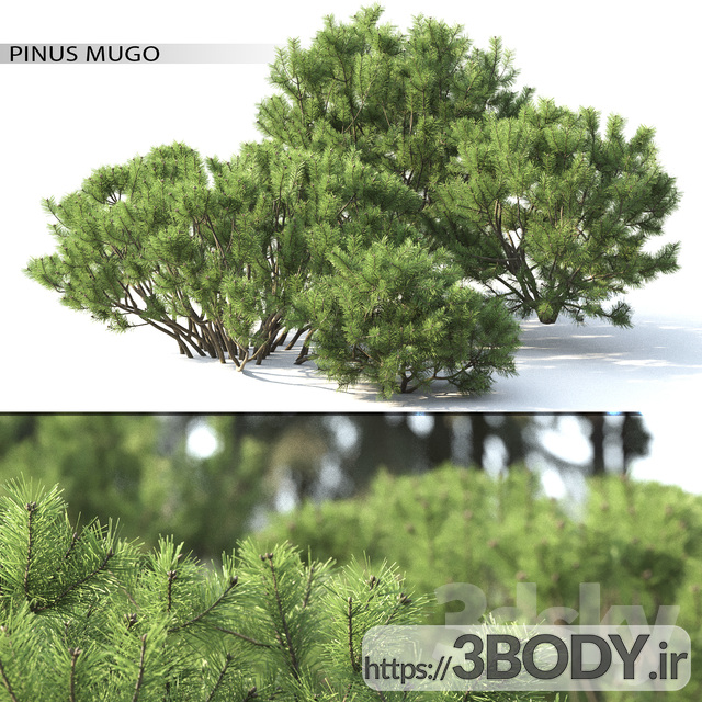 مدل سه بعدی درخت و درختچه کوه کاج عکس 1