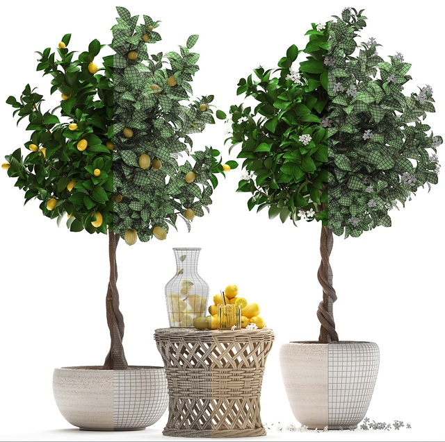آبجکت سه بعدی درخت و درختچه لیمو عکس 6