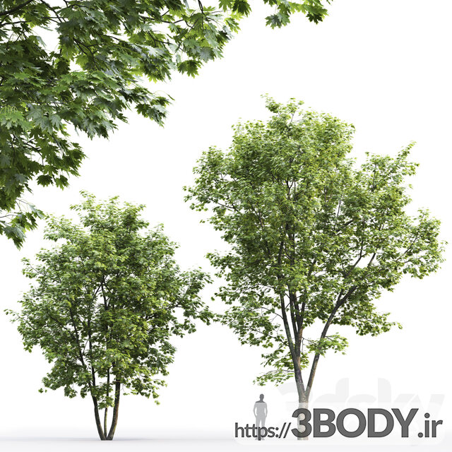 مدل سه بعدی درخت افرا عکس 2
