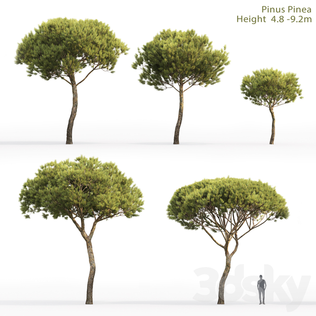آبجکت سه بعدی درخت کاج ایتالیایی عکس 3