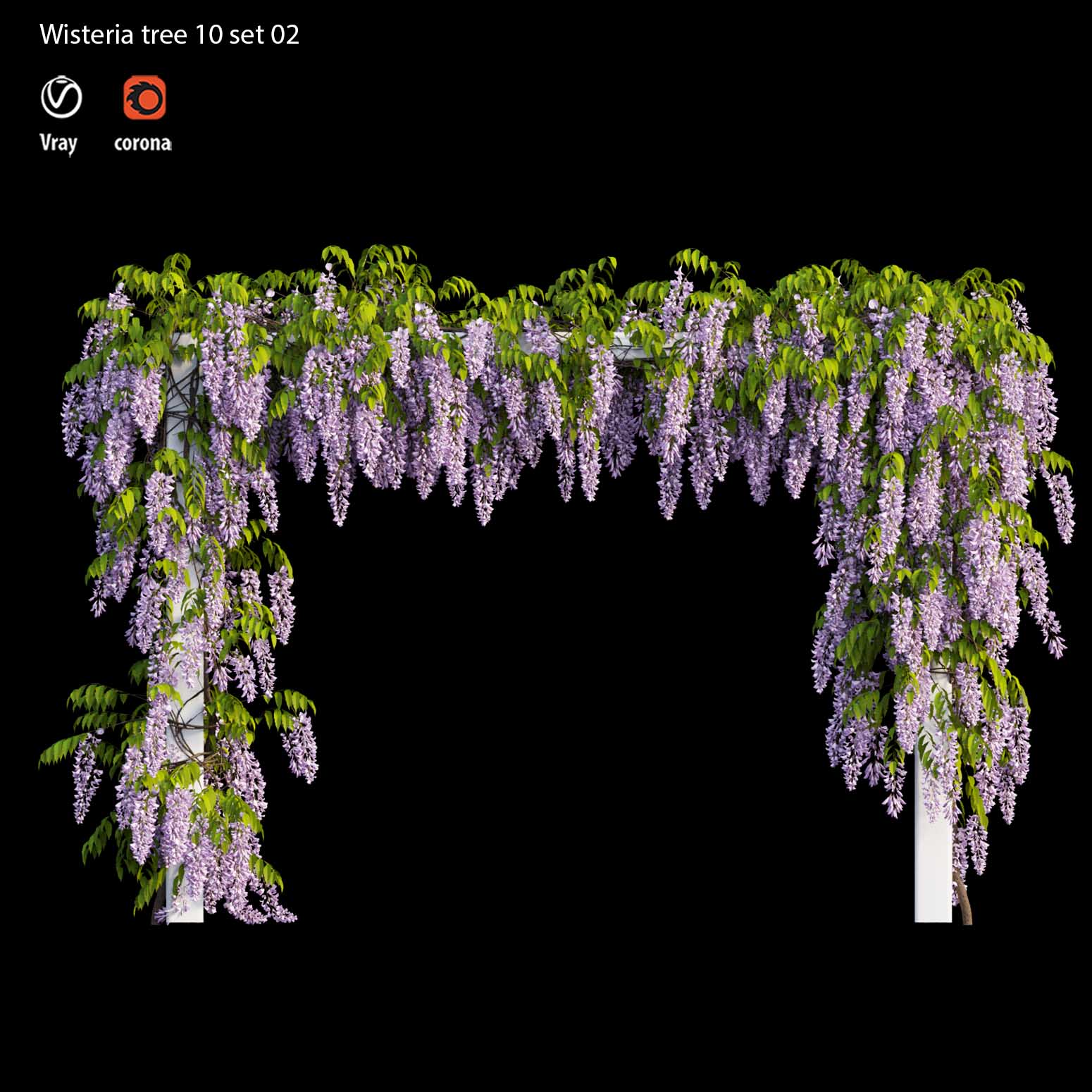 آبجکت سه بعدی درخت ویستریا عکس 4