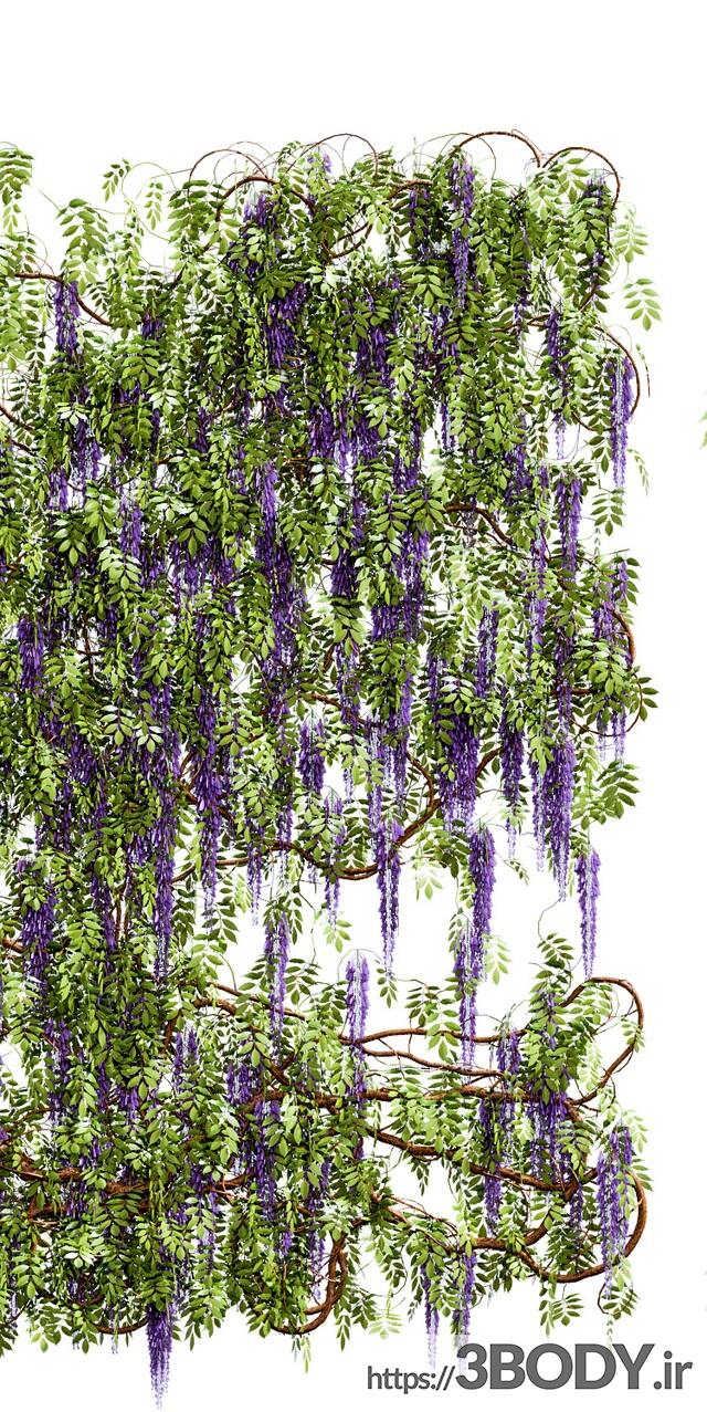 مدل سه بعدی گل و گیاه ویستریا عکس 2