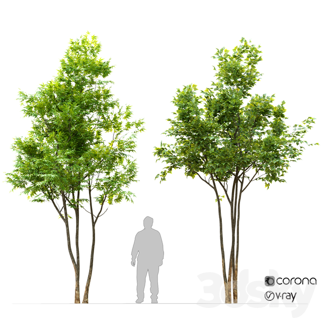 آبجکت سه بعدی دو درخت افرا عکس 1