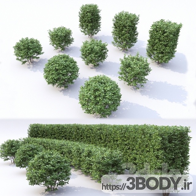 مدل سه بعدی درخت و درختچه درخت جوان  عکس 1