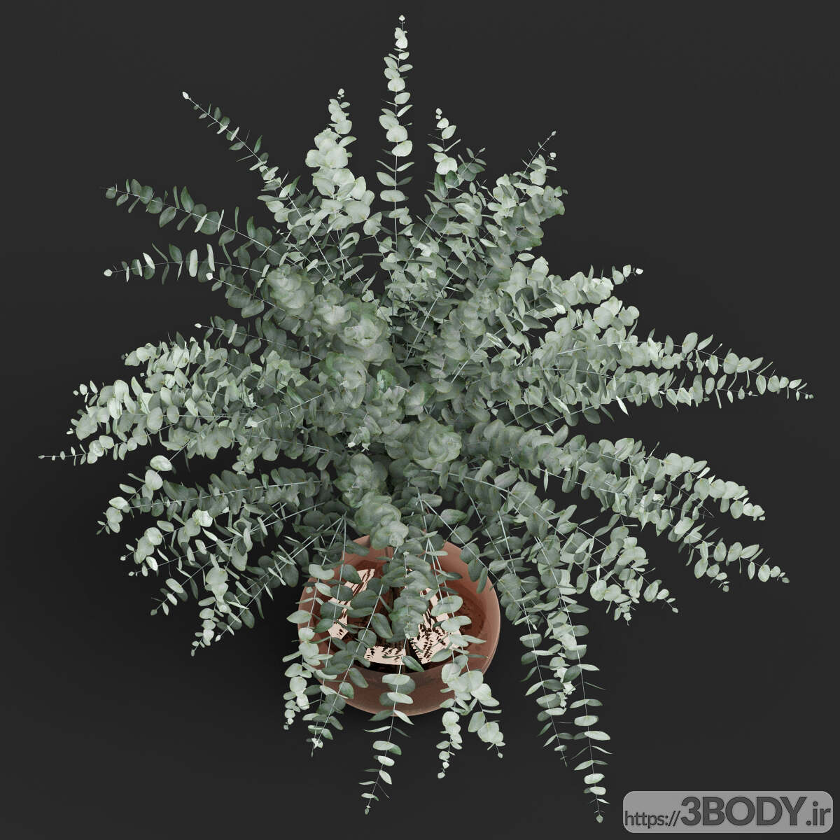 آبجکت سه بعدی گلدان اکالیپتوس سینره عکس 2