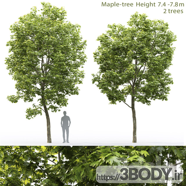 مدل سه بعدی درخت افرا عکس 1