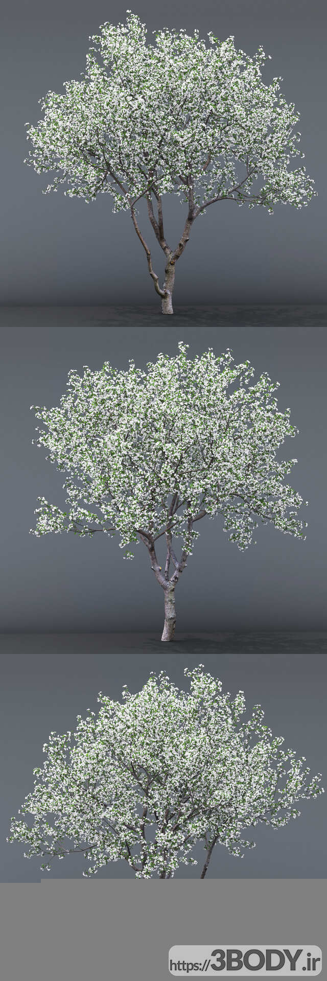 آبجکت سه بعدی گل درخت گیلاس عکس 2