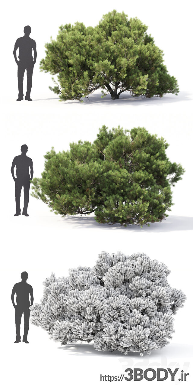 آبجکت سه بعدی درخت کاج موگو عکس 2
