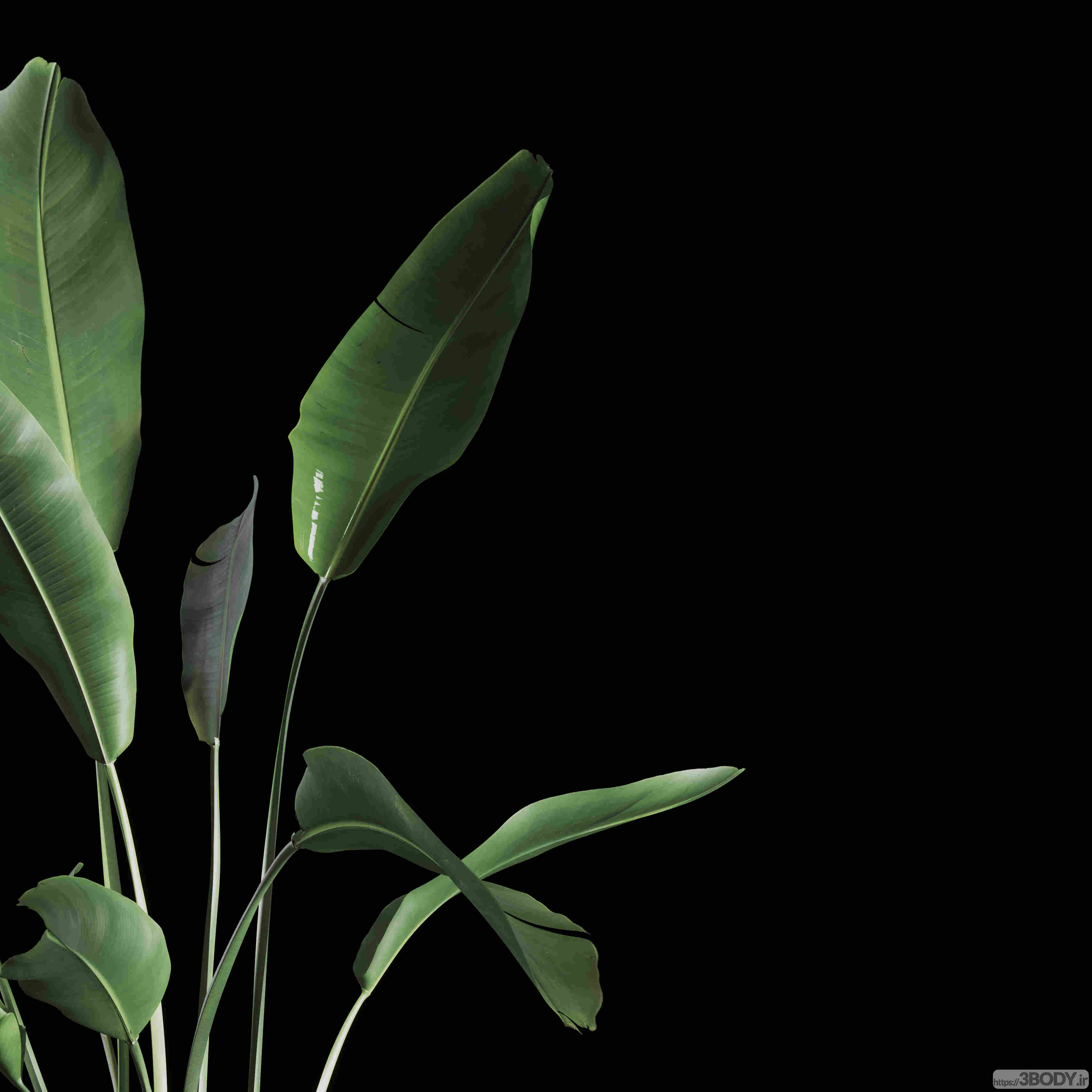 آبجکت سه بعدی گیاهان داخلی عکس 2