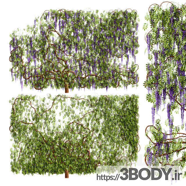 مدل سه بعدی گل و گیاه ویستریا عکس 1