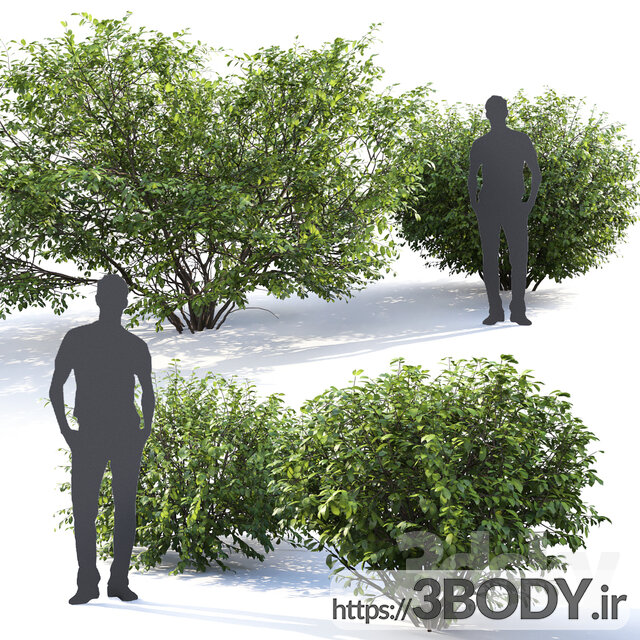 مدل سه بعدی درخت ودرختچه عکس 2