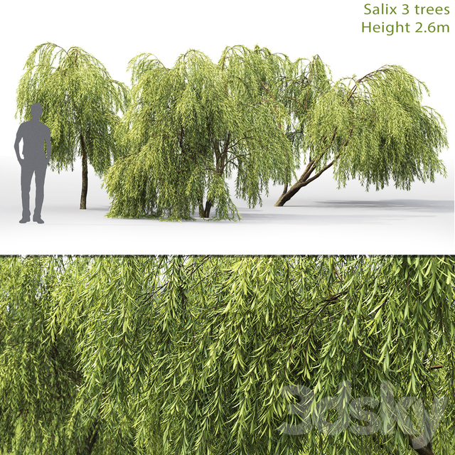 آبجکت سه بعدی درخت و درختچه عکس 1
