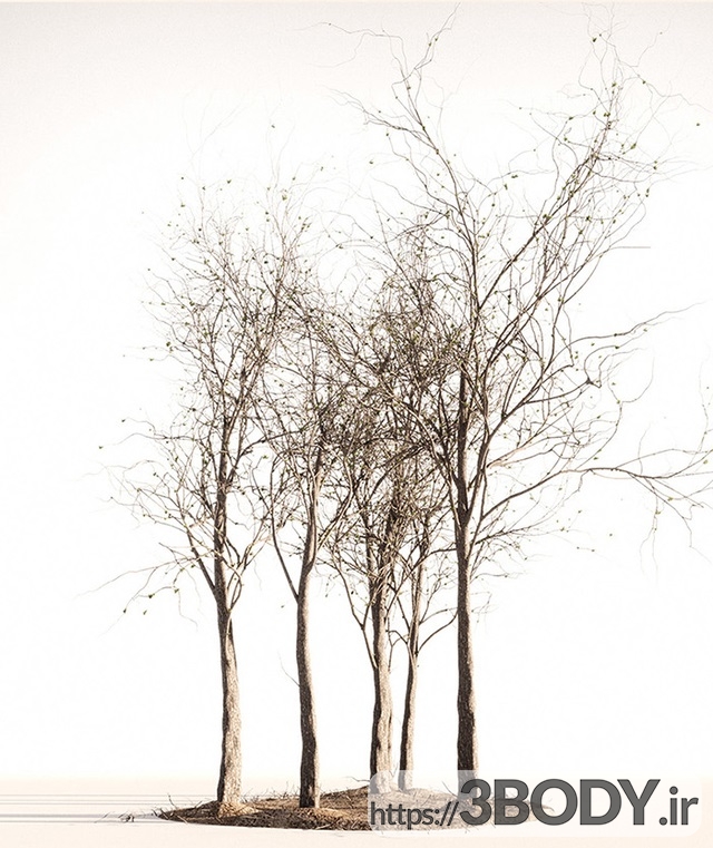 مدل سه بعدی درخت و درختچه چوب بهار پاییز عکس 2