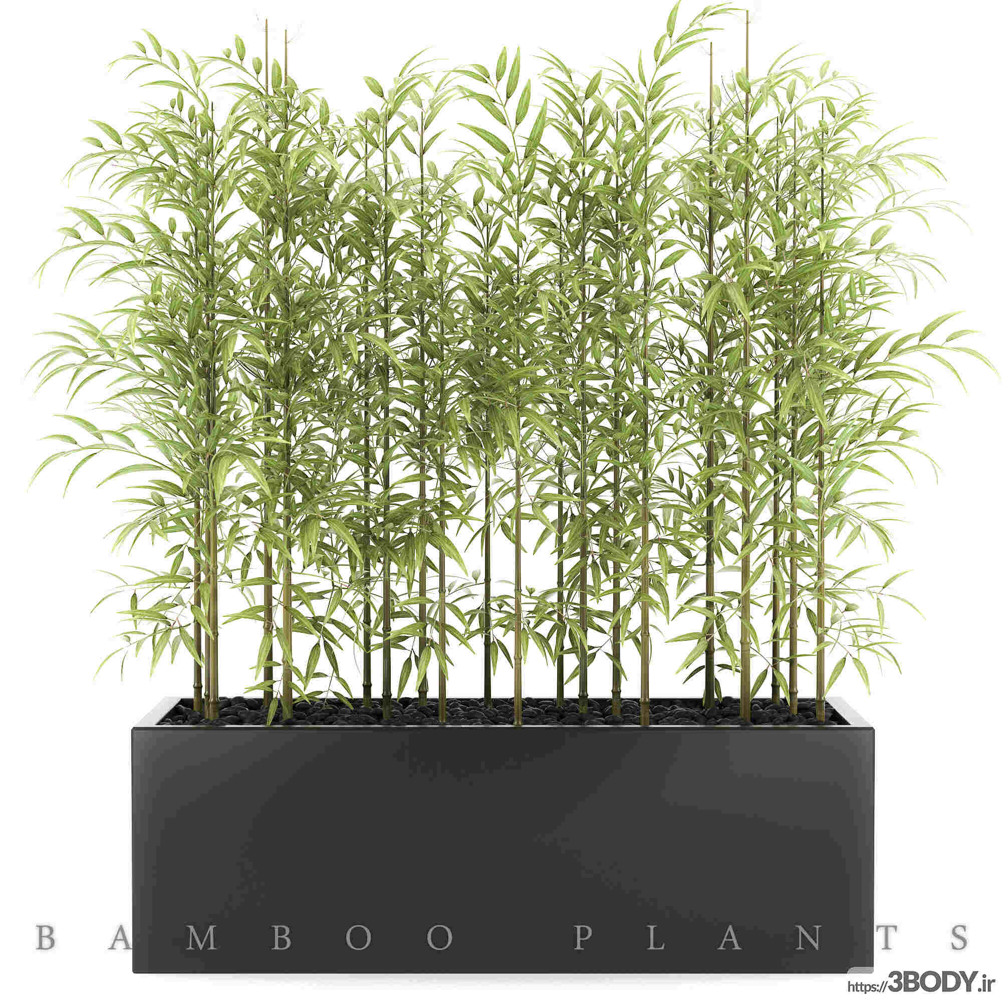 مدل سه  بعدی  مجموعه  گیاهان بامبو  عکس 1