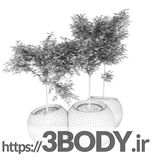 مدل سه بعدی گل افرا ژاپنی عکس 2