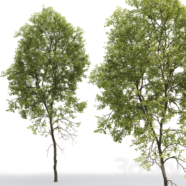 آبجکت سه بعدی درخت برای 3dsmax عکس 2