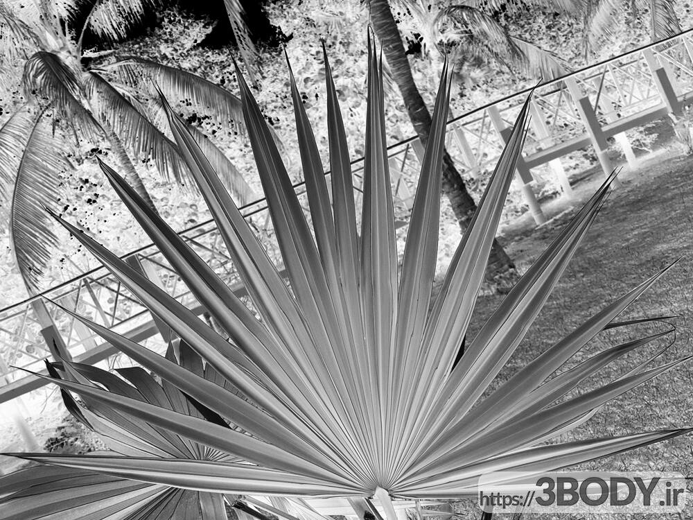مدل سه بعدی گل و گیاه-درخچه نخل در گلدان عکس 4