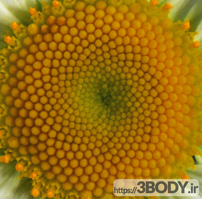 آبجکت سه بعدی دسته گل بابونه در گلدان عکس 3
