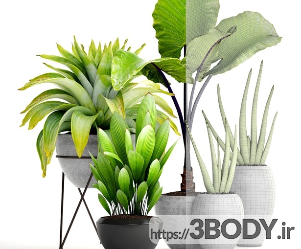 مدل سه بعدی مجموعه گیاهان و گل گرمسیری عکس 2
