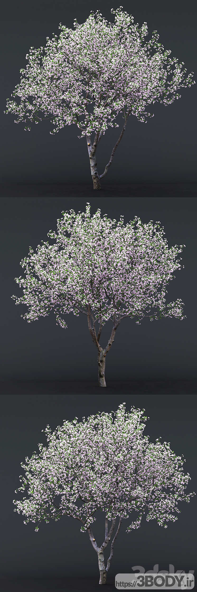 آبجکت سه بعدی گل درخت گیلاس عکس 3