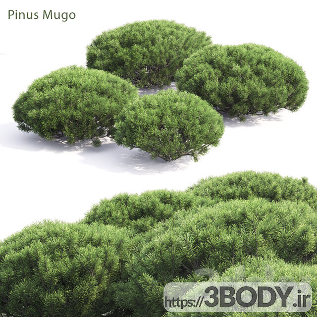 مدل سه بعدی درخت کاج موگو عکس 1
