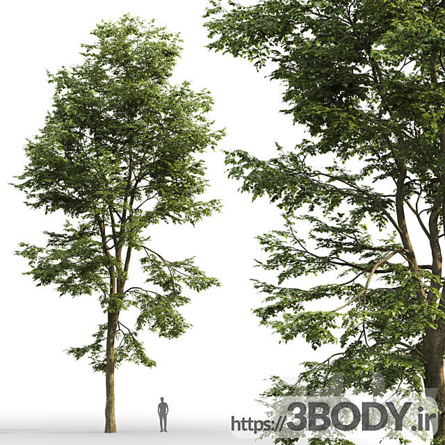 آبجکت سه بعدی درخت و درختچه عکس 3