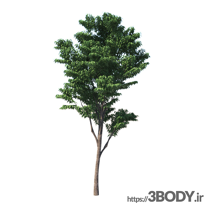 مدل سه بعدی درخت و درختچه درخت جوان  عکس 5