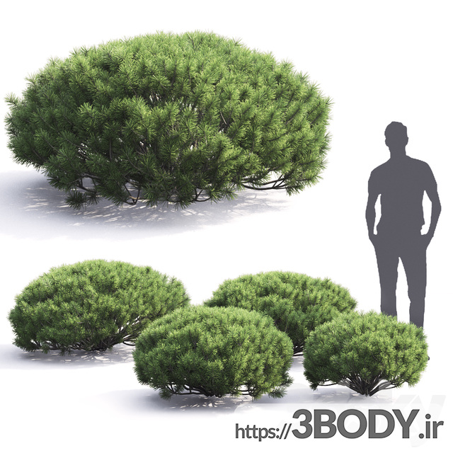 مدل سه بعدی درخت کاج موگو عکس 2