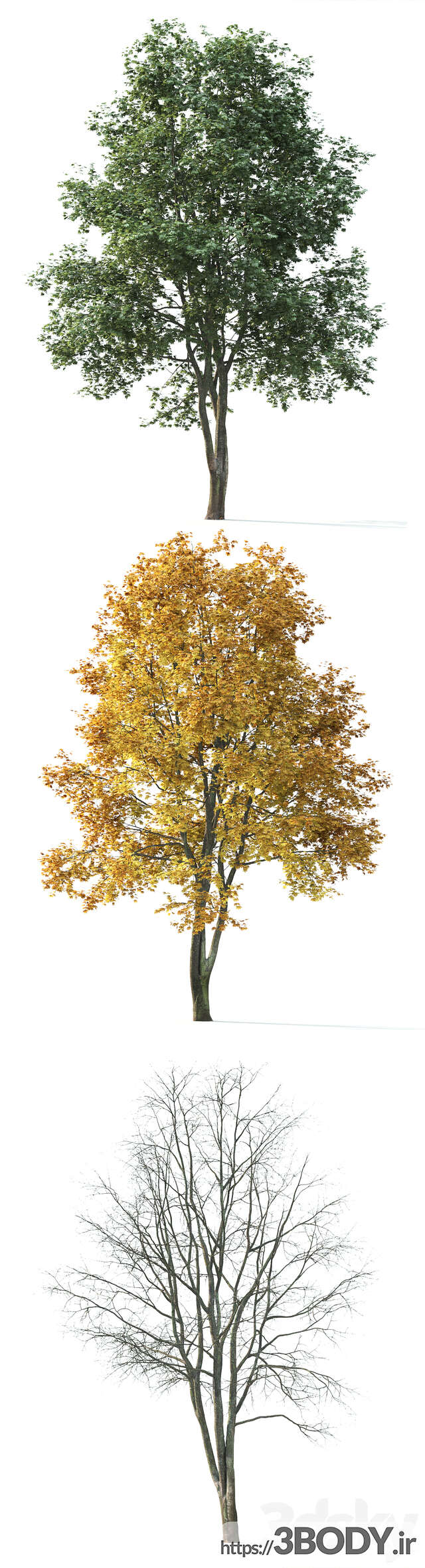 آبجکت سه بعدی درخت افرا عکس 2