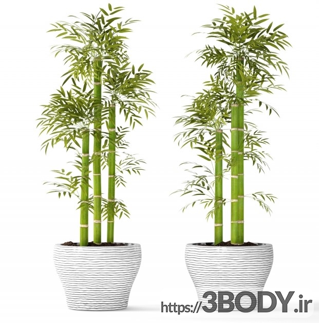 مدل سه بعدی گل و گیاه بامبو و اکیستوم عکس 3