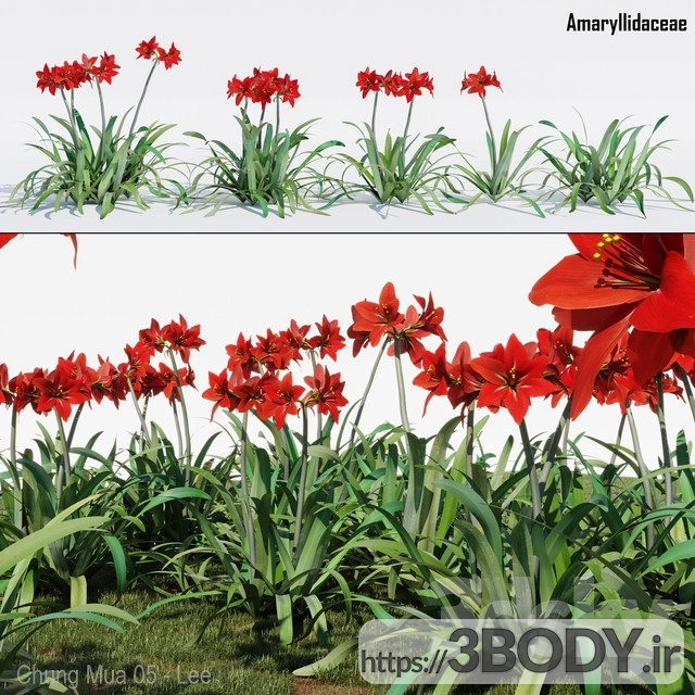 مدل سه بعدی گل شیپوری قرمز عکس 1