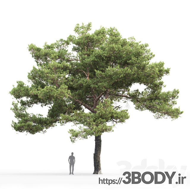 مدل سه بعدی  درخت و درختچه درخت جوان  عکس 3