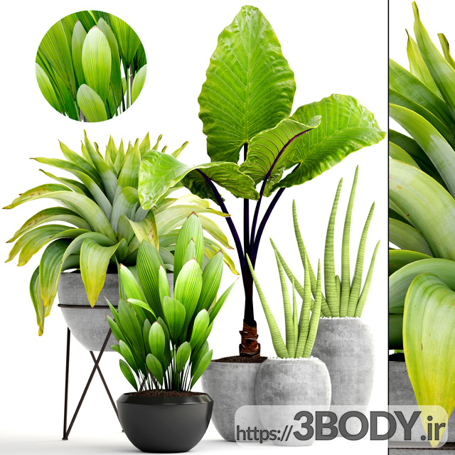 مدل سه بعدی مجموعه گیاهان و گل گرمسیری عکس 1