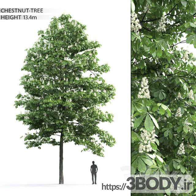 مدل سه بعدی درخت شاه بلوط عکس 1