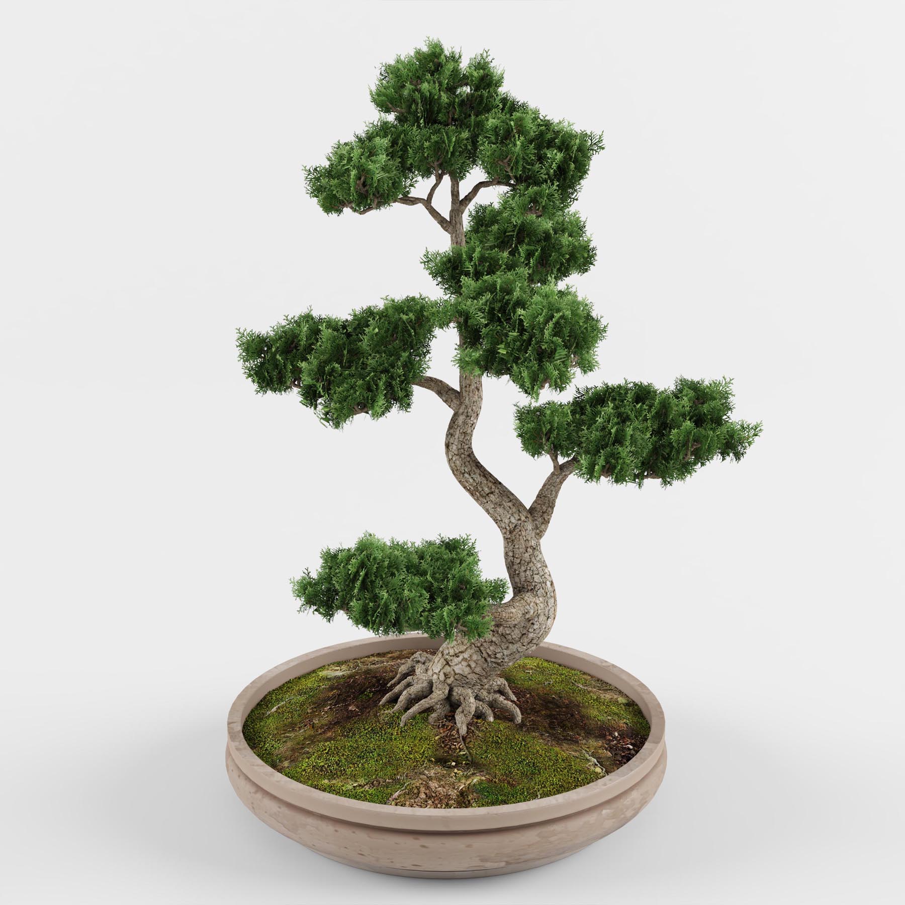 آبجکت سه بعدی درخت بونسای عکس 3