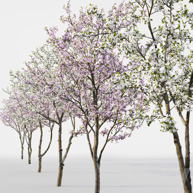 آبجکت سه بعدی درخت و درختچه عکس 8