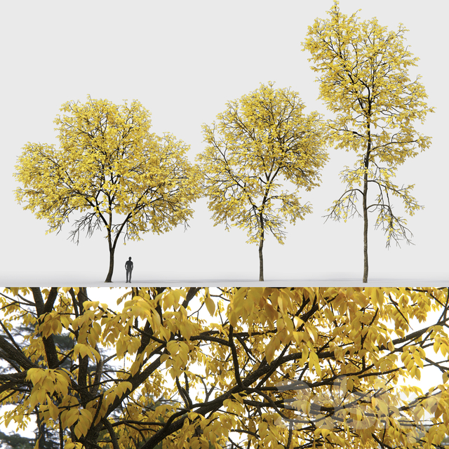 آبجکت سه بعدی درخت پائیزی عکس 3