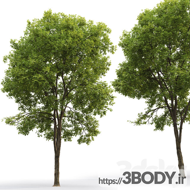 مدل سه بعدی درخت و درختچه عکس 2