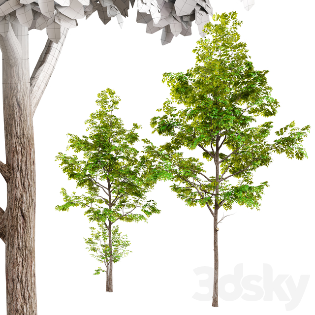 آبجکت سه بعدی دو درخت خاکستر عکس 2
