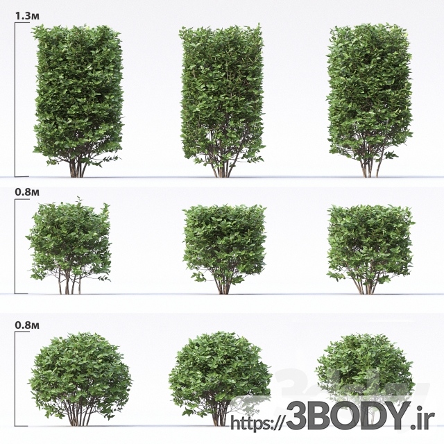 مدل سه بعدی درخت و درختچه درخت جوان  عکس 2