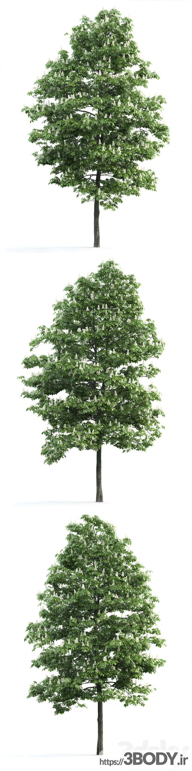 مدل سه بعدی درخت شاه بلوط عکس 2
