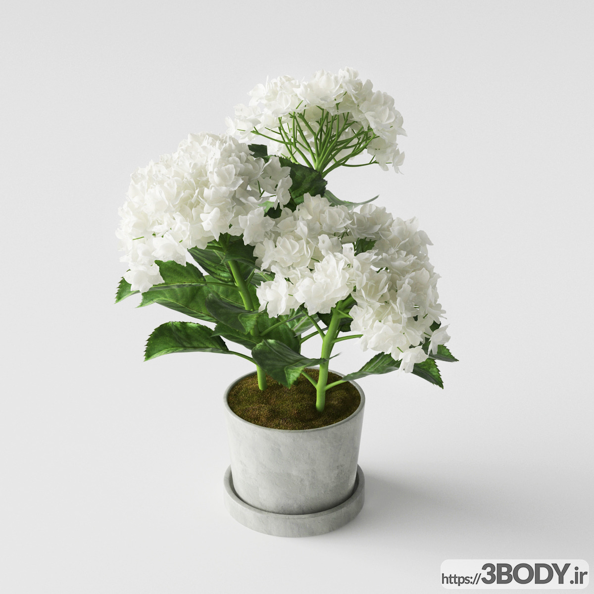 مدل سه بعدی گل ادریسی سفید عکس 2