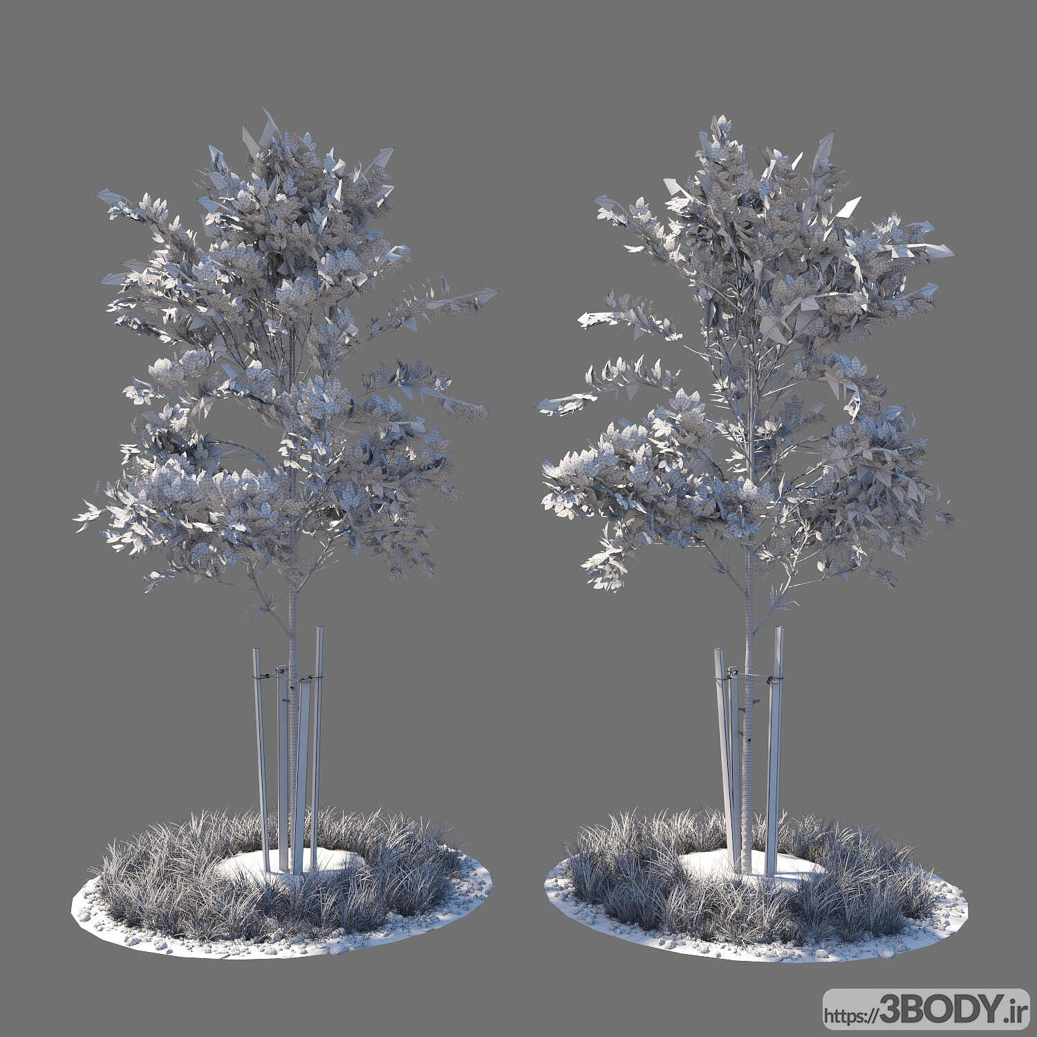 مدل سه بعدی درخت و درختچه درخت جوان عکس 2