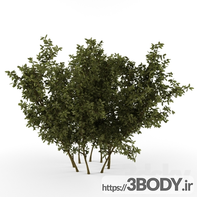 آبجکت سه  بعدی  درخت ودرختچه عکس 1
